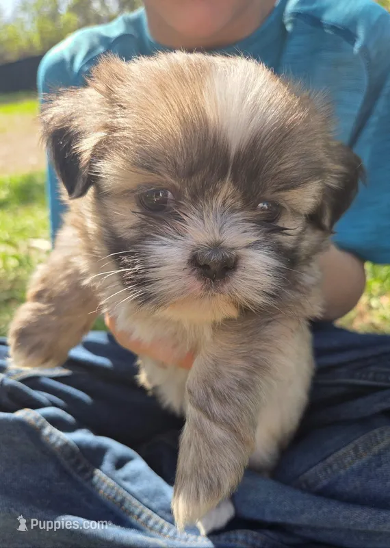 Bella – Shih Tzu puppy for sale in Big Lake, MN