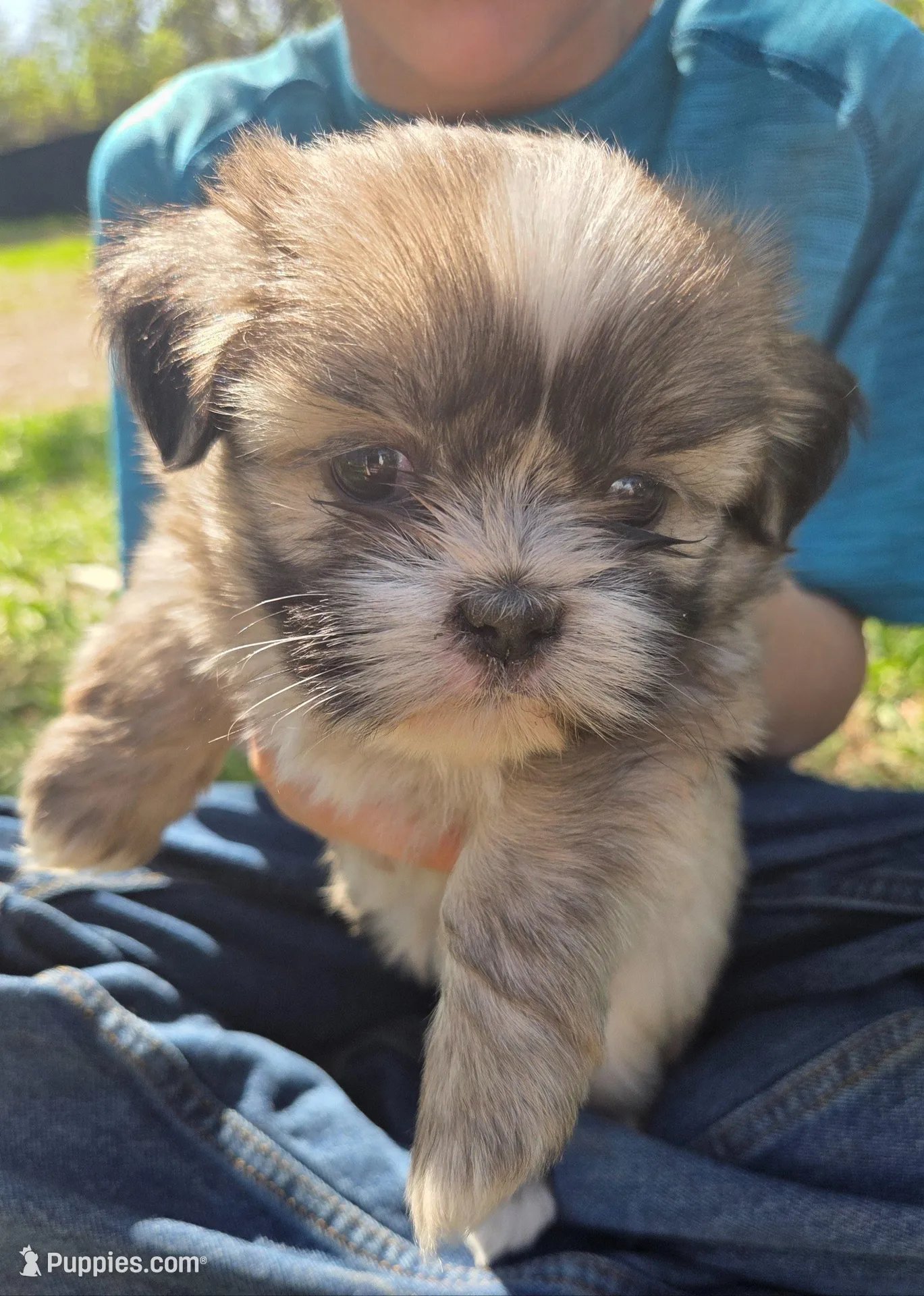 Bella, a female Shih Tzu for sale in Big Lake, MN – 1 of 4