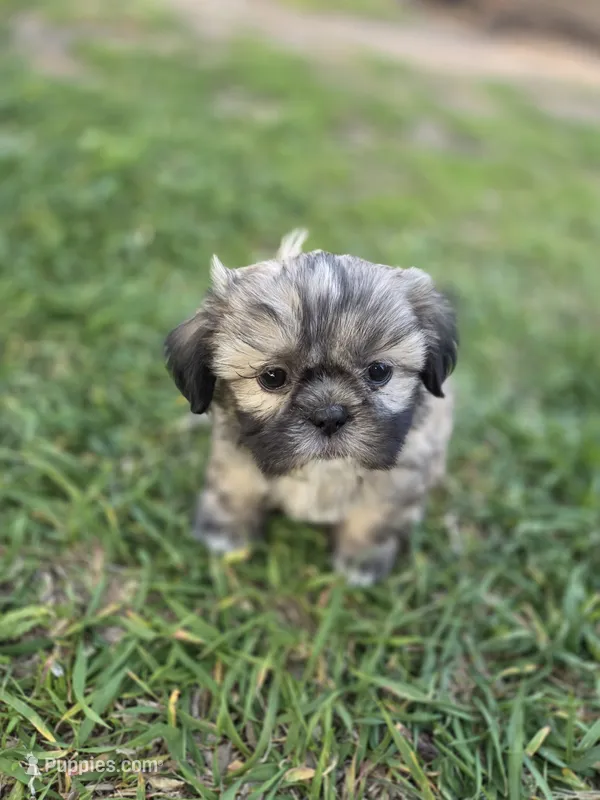 Buddy- Ready to go! – Shih Tzu puppy for sale in Big Lake, MN
