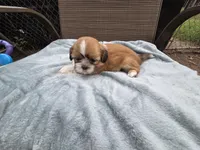 Bently- Ready to go!, a male Shih Tzu for sale in Big Lake, MN – 3 of 5