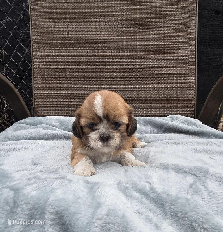 Bently – Shih Tzu puppy for sale in Big Lake, MN