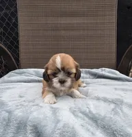 Bently- Ready to go!, a male Shih Tzu for sale in Big Lake, MN – 1 of 5