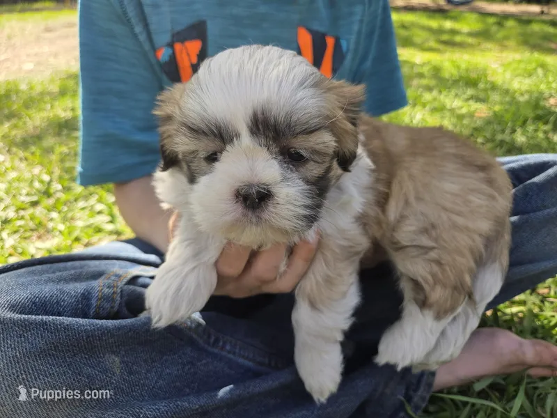 Max- Ready to go! – Shih Tzu puppy for sale in Big Lake, MN