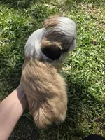 Max, a male Shih Tzu for sale in Big Lake, MN – 5 of 5