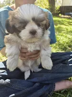 Max, a male Shih Tzu for sale in Big Lake, MN – 3 of 5