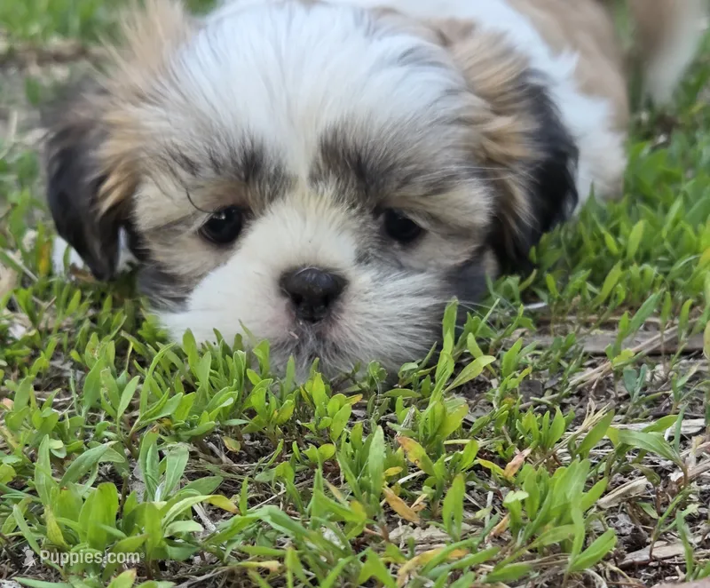 Max- Ready to go! – Shih Tzu puppy for sale in Big Lake, MN