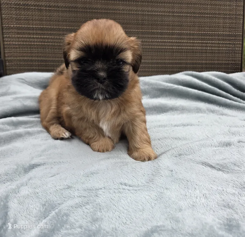 Bella – Shih Tzu puppy for sale in Big Lake, MN