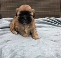 Bella, a female Shih Tzu for sale in Big Lake, MN – 1 of 2