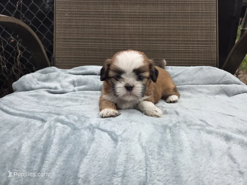 Teddy – Shih Tzu puppy for sale in Big Lake, MN