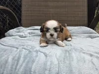 Teddy, a male Shih Tzu for sale in Big Lake, MN – 1 of 5