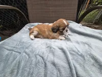 Bently- Ready to go!, a male Shih Tzu for sale in Big Lake, MN – 2 of 5