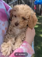 Lucky, a male Poodle - Toy  and Poodle - Miniature  for sale in Aurora, CO – Photo 1 of 6