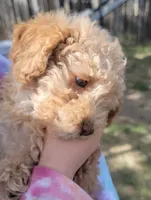 Lucky, a male Poodle - Toy  and Poodle - Miniature  for sale in Aurora, CO – Photo 4 of 6
