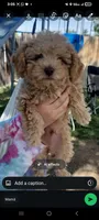 Lucky, a male Poodle - Toy  and Poodle - Miniature  for sale in Aurora, CO – Photo 5 of 6