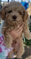 Lucky, a male Poodle - Toy  and Poodle - Miniature  for sale in Aurora, CO – Photo 3 of 6