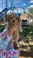 Lucky, a male Poodle - Toy  and Poodle - Miniature  for sale in Aurora, CO – Photo 6 of 6