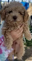 Lucky, a male Poodle - Toy  and Poodle - Miniature  for sale in Aurora, CO – Photo 2 of 6