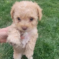 Daisy, a female Poodle - Toy  for sale in Aurora, CO – Photo 5 of 9
