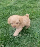 Daisy, a female Poodle - Toy  for sale in Aurora, CO – Photo 3 of 9