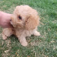 Daisy, a female Poodle - Toy  for sale in Aurora, CO – Photo 9 of 9
