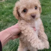 Daisy, a female Poodle - Toy  for sale in Aurora, CO – Photo 7 of 9