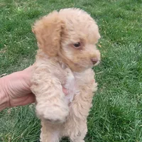 Daisy, a female Poodle - Toy  for sale in Aurora, CO – Photo 6 of 9