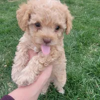 Daisy, a female Poodle - Toy  for sale in Aurora, CO – Photo 8 of 9