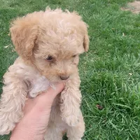 Daisy, a female Poodle - Toy  for sale in Aurora, CO – Photo 4 of 9