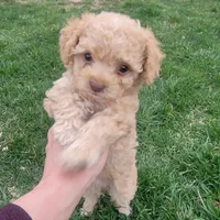 Daisy, a female Poodle - Toy  for sale in Aurora, CO – Photo 1 of 9