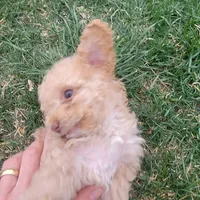 Daisy, a female Poodle - Toy  for sale in Aurora, CO – Photo 2 of 9