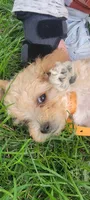 Buddy, a male Poodle - Toy  and Poodle - Miniature  for sale in Aurora, CO – Photo 1 of 9