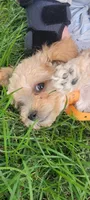 Buddy, a male Poodle - Toy  and Poodle - Miniature  for sale in Aurora, CO – Photo 6 of 9