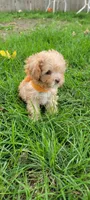 Buddy, a male Poodle - Toy  and Poodle - Miniature  for sale in Aurora, CO – Photo 3 of 9