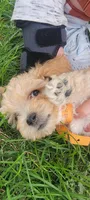 Buddy, a male Poodle - Toy  and Poodle - Miniature  for sale in Aurora, CO – Photo 9 of 9