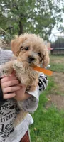 Buddy, a male Poodle - Toy  and Poodle - Miniature  for sale in Aurora, CO – Photo 2 of 9