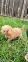 Buddy, a male Poodle - Toy  and Poodle - Miniature  for sale in Aurora, CO – Photo 5 of 9
