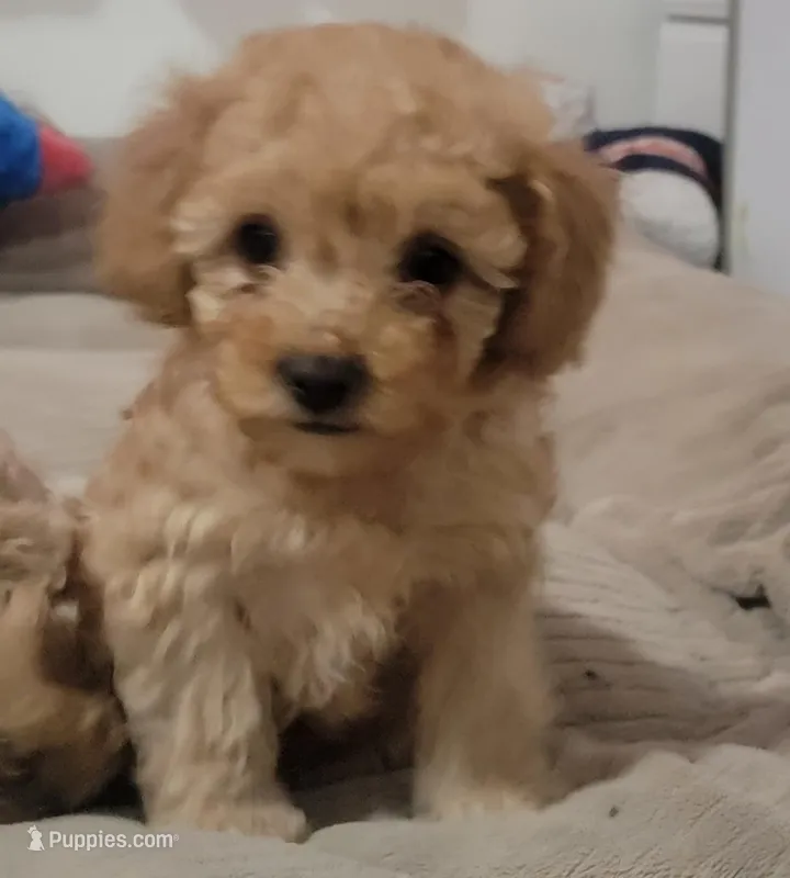 Lucky – Poodle - Toy , Poodle - Miniature  puppy for sale in Aurora, CO