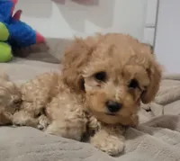 Lucky, a male Poodle - Toy  and Poodle - Miniature  for sale in Aurora, CO – Photo 5 of 6