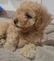 Lucky, a male Poodle - Toy  and Poodle - Miniature  for sale in Aurora, CO – Photo 3 of 6
