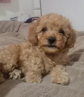 Murphy, a male Poodle - Toy  and Poodle - Miniature  for sale in Aurora, CO – Photo 8 of 8