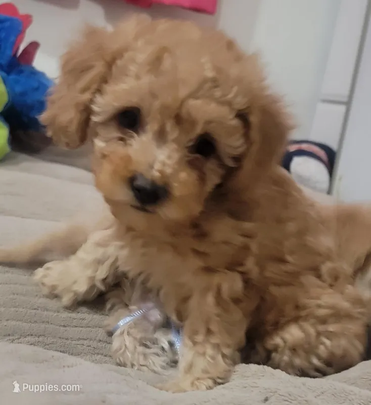 Murphy – Poodle - Toy , Poodle - Miniature  puppy for sale in Aurora, CO