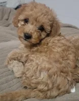 Lucky, a male Poodle - Toy  and Poodle - Miniature  for sale in Aurora, CO – Photo 4 of 6