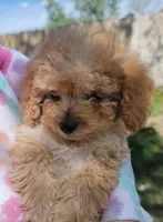 Charlie , a male Poodle - Toy  for sale in Aurora, CO – Photo 3 of 3