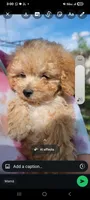 Charlie , a male Poodle - Toy  for sale in Aurora, CO – Photo 2 of 3