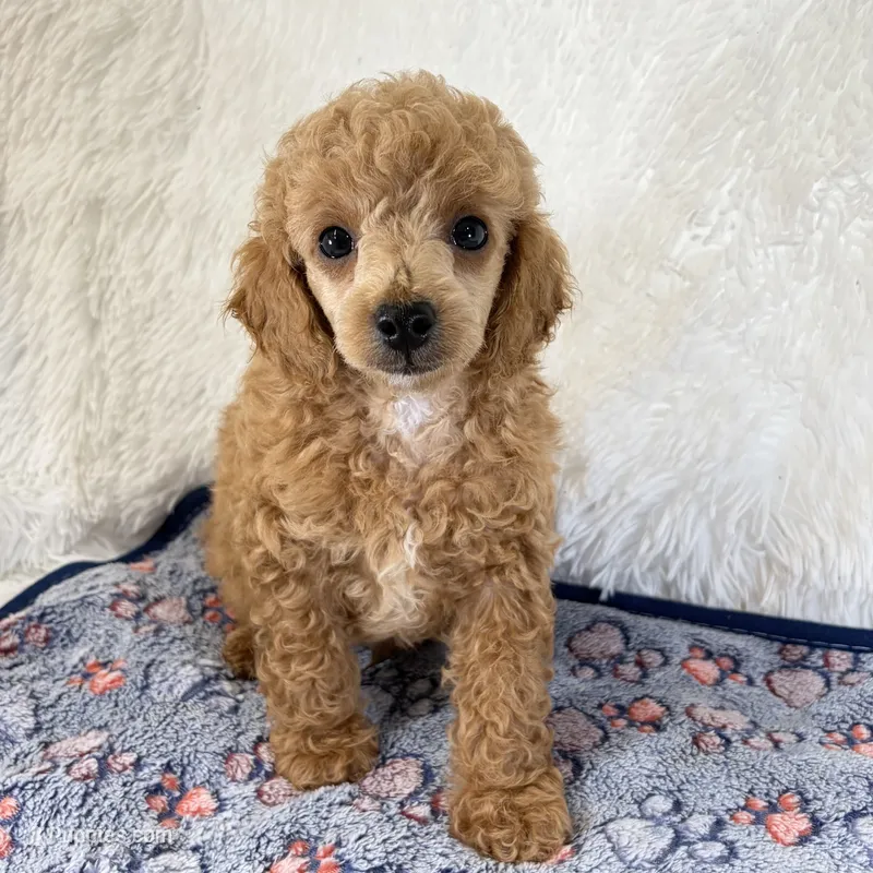 Bear – Poodle - Toy  puppy for sale in Staunton, VA