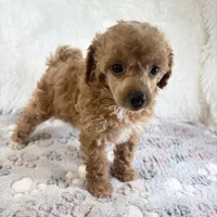 Willa, a female Poodle - Toy  for sale in Staunton, VA – 5 of 10