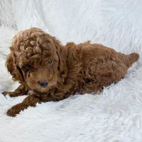 Zoe, a female Poodle - Toy  for sale in Staunton, VA – 8 of 10