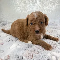 Xander, a male Poodle - Toy  for sale in Staunton, VA – 7 of 10