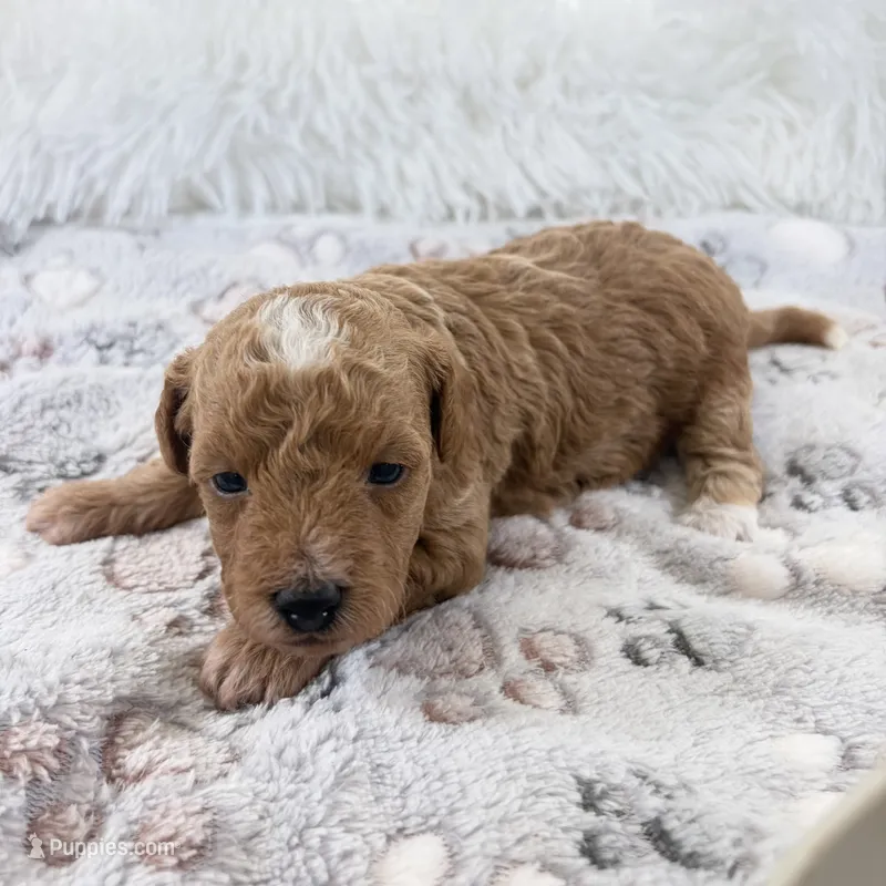 Willa – Poodle - Toy  puppy for sale in Staunton, VA