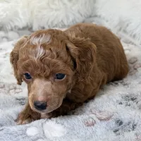 Xander, a male Poodle - Toy  for sale in Staunton, VA – 5 of 10